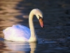 38-swan-closeup